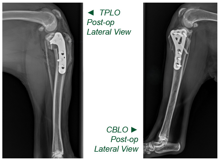 TPLO vs CBLO - Which