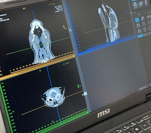 Computed Tomography Cat Head Scan